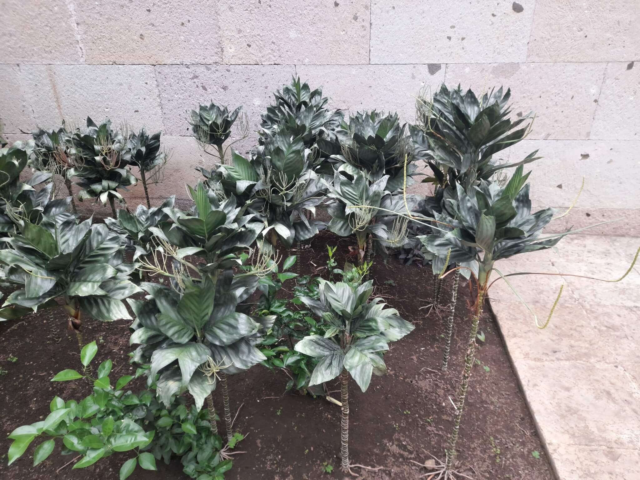 Chamaedorea metallica